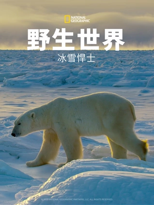 野生世界:冰雪悍士
